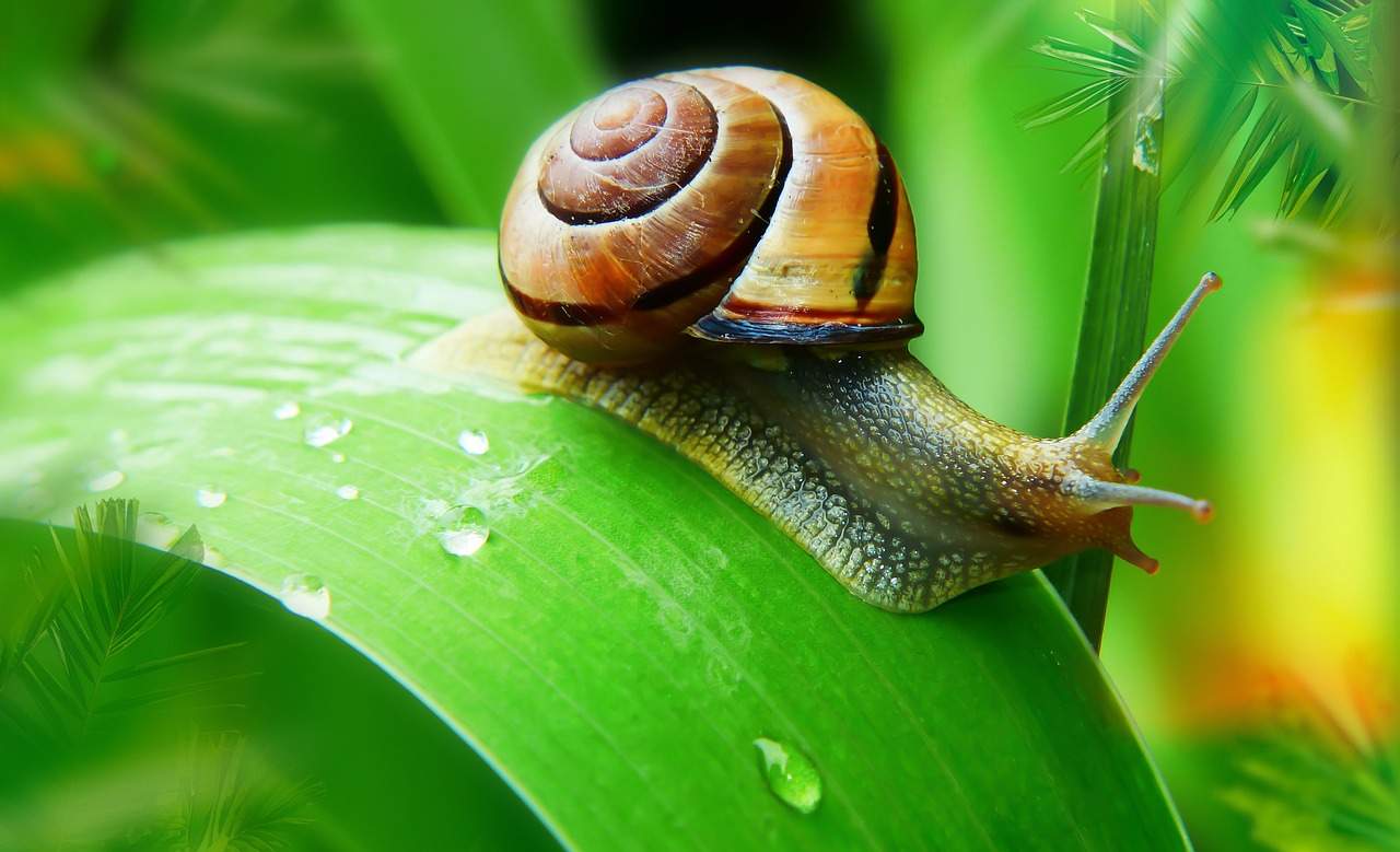 Schnecken Schnecke