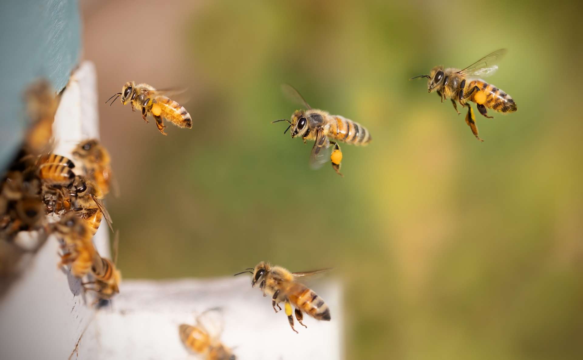 Biene Bienen