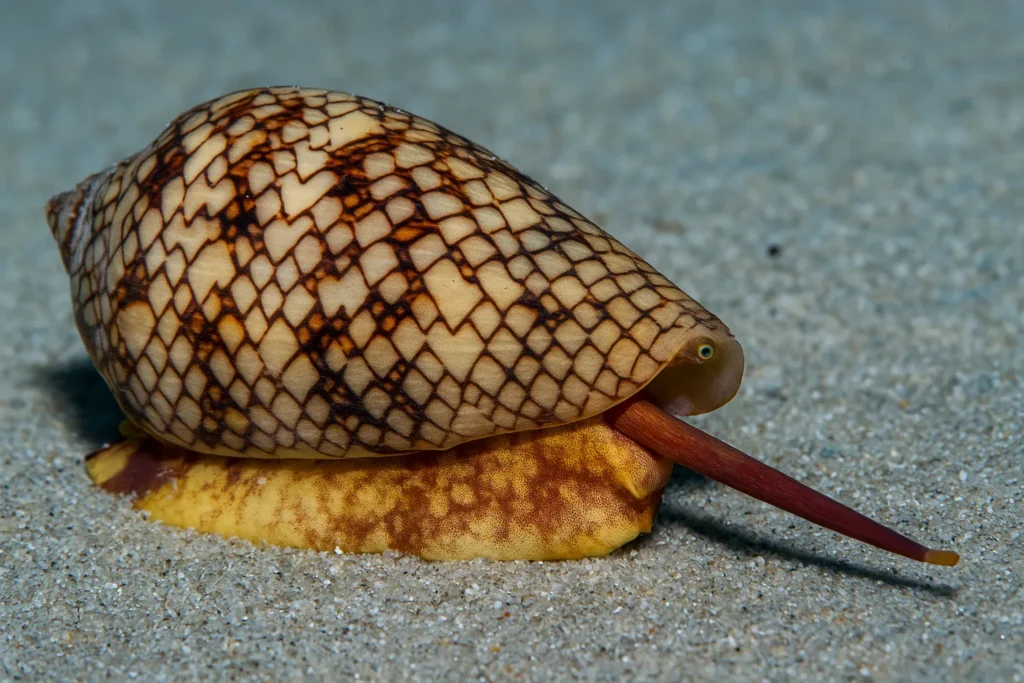 Kegelschnecke