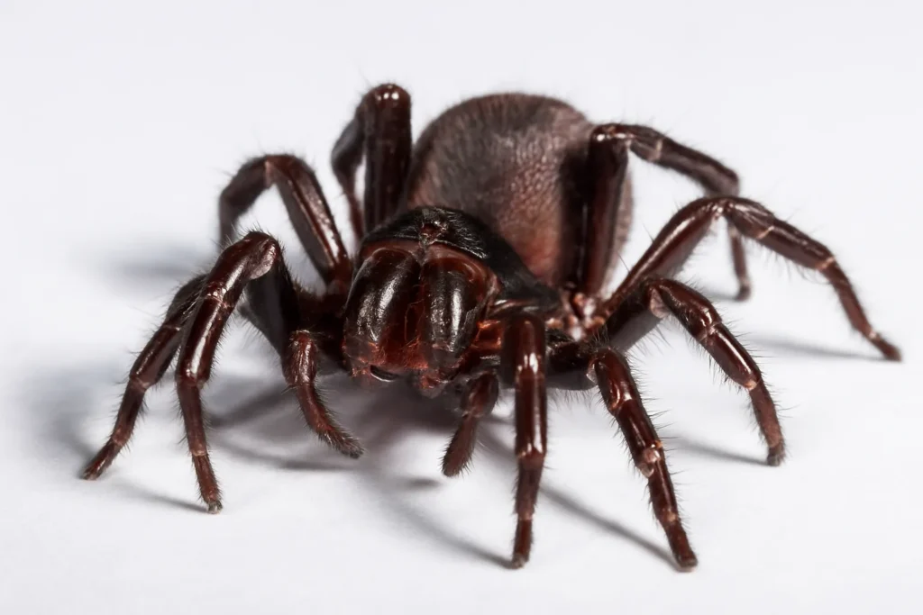 Sydney-Trichternetzspinne